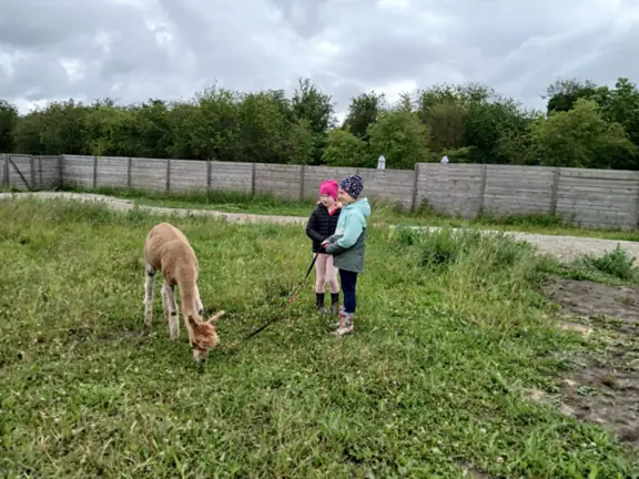 Uczennice klasy 1c z alpaką.