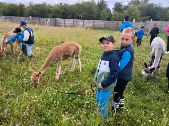 Spacer dzieci z alpakami