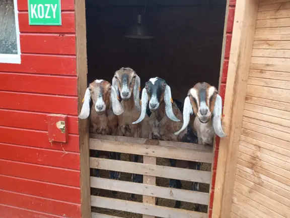 Cztery kozy wygladają z zagrody