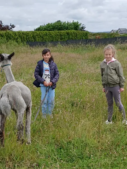 Dziewczynki z klasy 1c z alpaką podczas spaceru