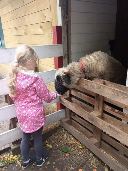 Dziewczynka karmi owieczkę