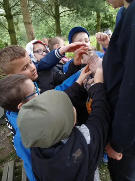 Spotkanie z nietypowym kotem rasy sfinks