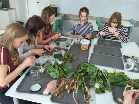 uczennice przygotowują produkty na kiszenie ogórków