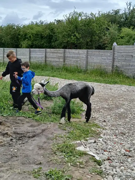Uczniowie klasy 1c z alpaką
