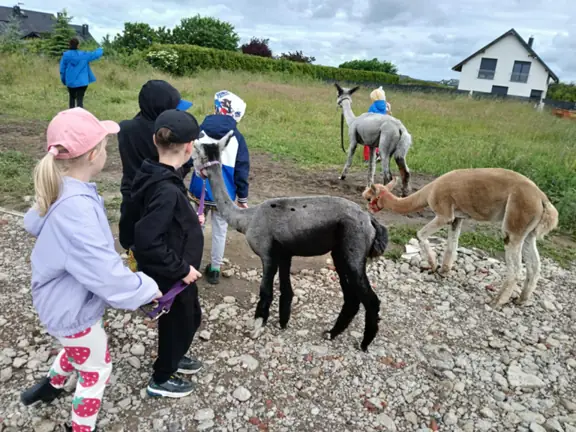 Uczniowie klasy 1c wyprowadzają alpaki na łąkę